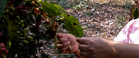 The coffee project box.png