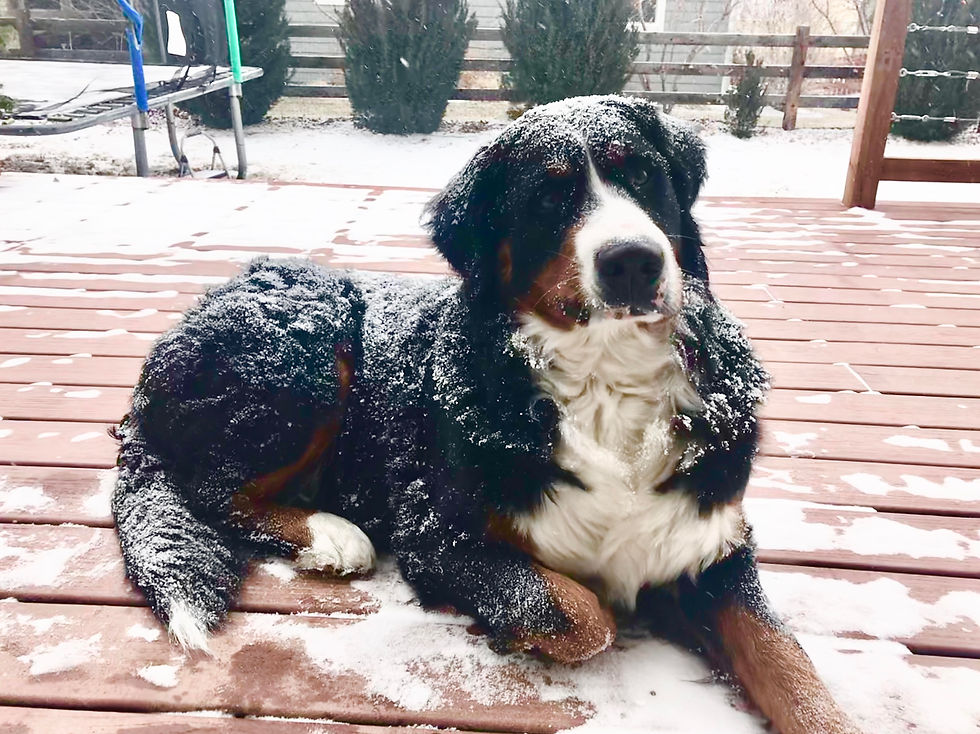 pepper snow.jpeg