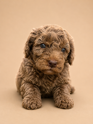 14d68579-a73f-458f-bd2d-9186d9e7d270.png
