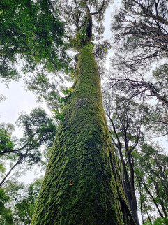 עצים מרהיבים ב-Sophie Nature Walk