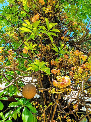tropical botanical garden at domaine de saint aubin