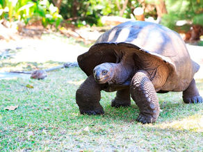 מדריך לחיות הבר של סיישל 🐢