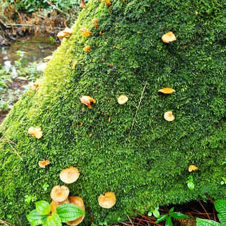 פטריות ב-Sophie Nature Walk