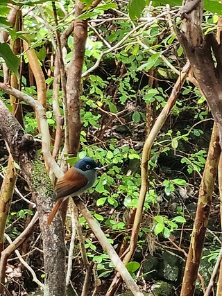 Mauritius Paradise Flycatcher