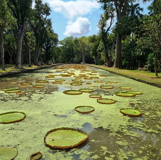 הגן הבוטני במאוריציוס - חבצלות מים