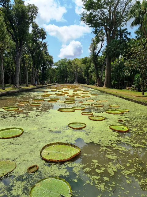 ויקטוריה מלכותית (Victoria amazonica)