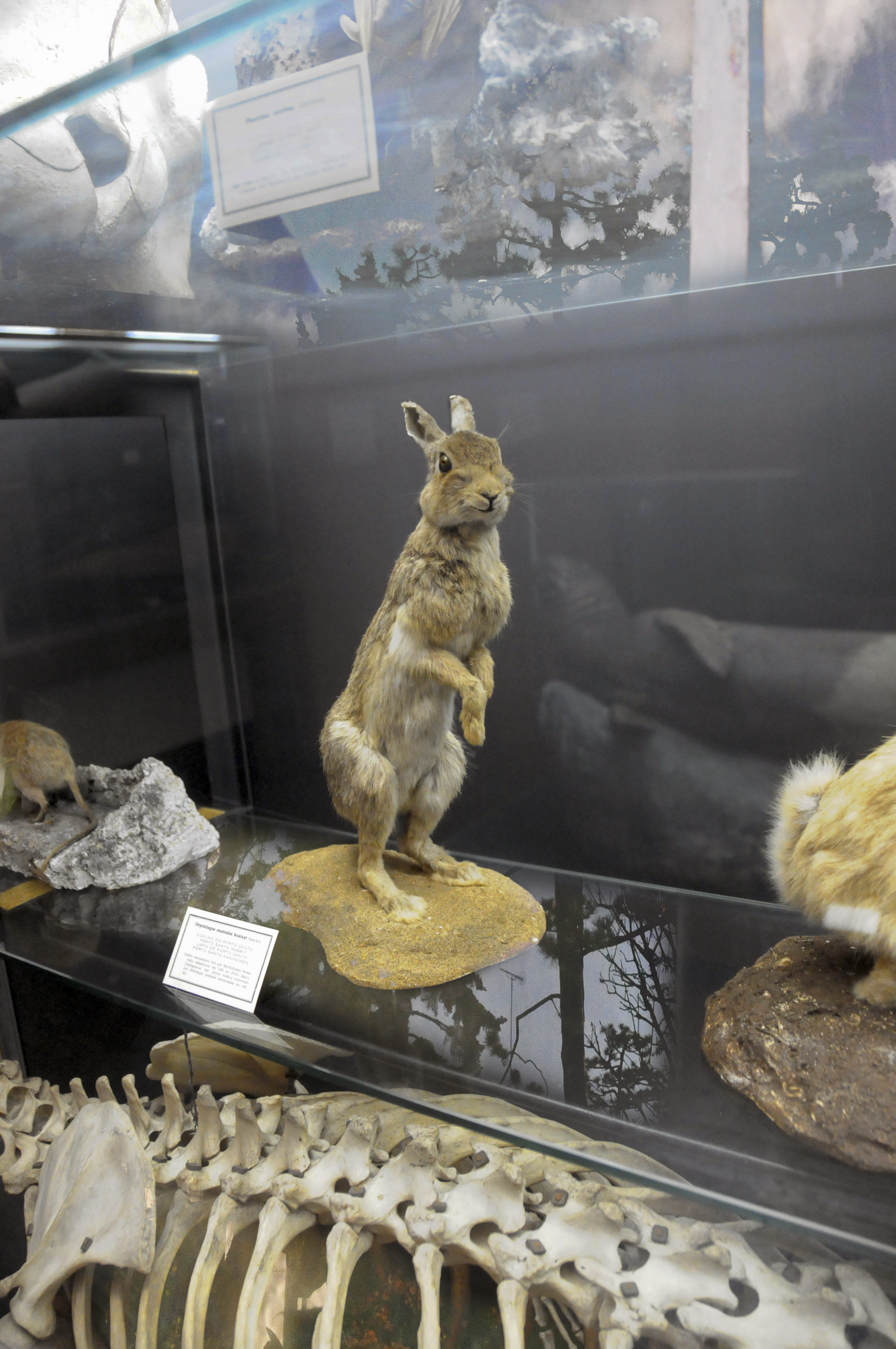 lapin entre et viens!