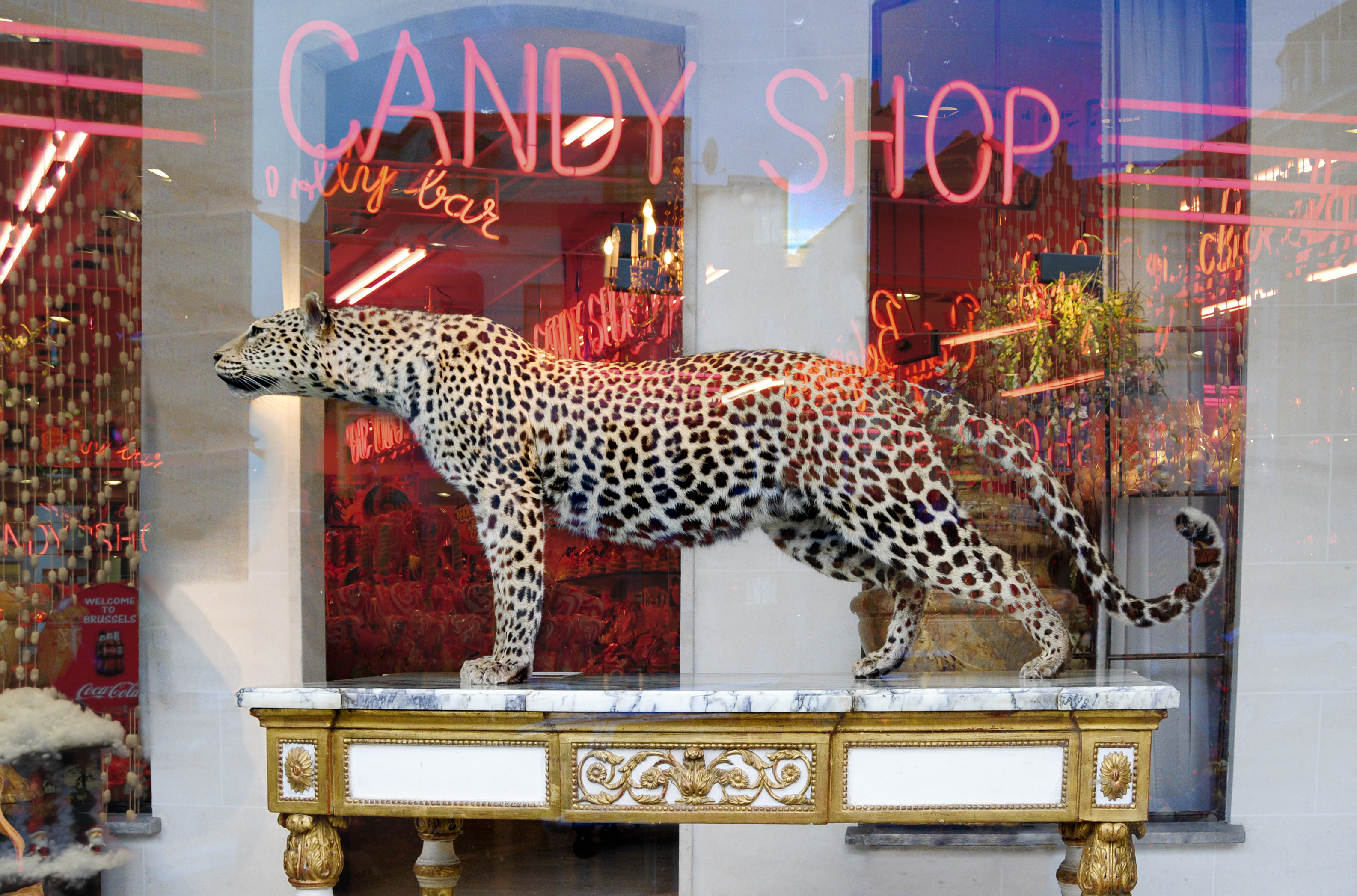 Candy panther