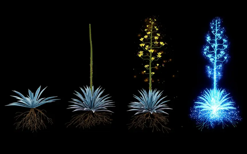 4 iamgens en una slide que muestran las diferentes etapas del creciemiento de la planta de agave