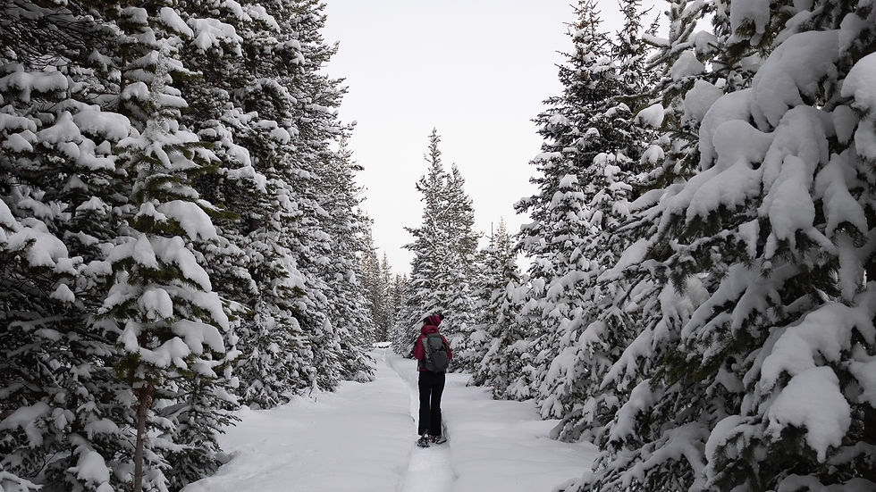 Snowshoeing at Mount Engadine Lodge trails in Kananaskis