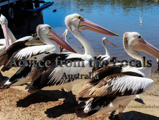 Advice from the Locals – Australia