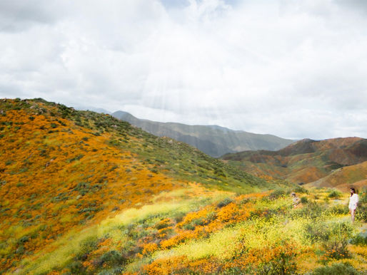 Hiking Lake Elisnore: California Super Bloom