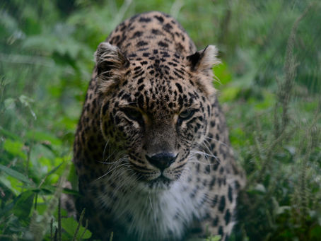 Amongst Bears and Leopards 