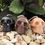 Thumbnail: Mini Skull Candles