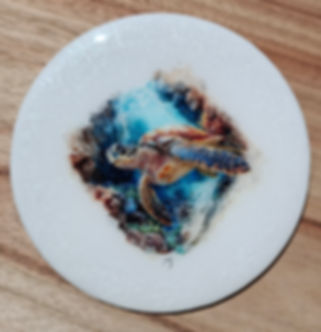 Coaster 'TURTLE'