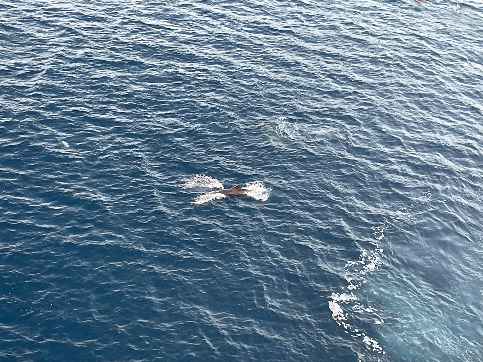 Dolphins in Dominica