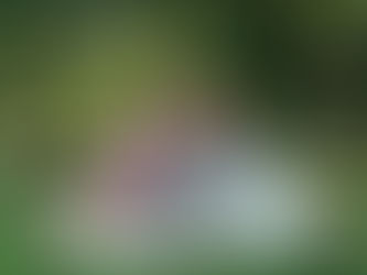 Summer Fun at Forster Park