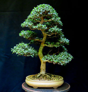 Chinese elm 2024-2.jpg