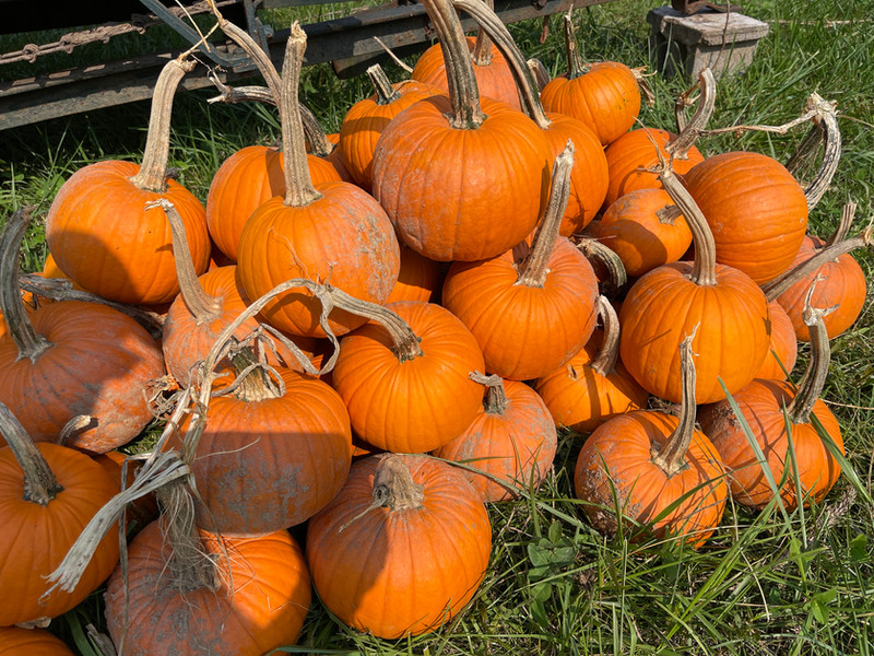 Frederick Md Farm Farmer Chuckbone S P Frederick