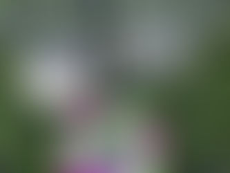 wonderful web of disc golf