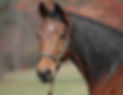 horse_edited.jpg