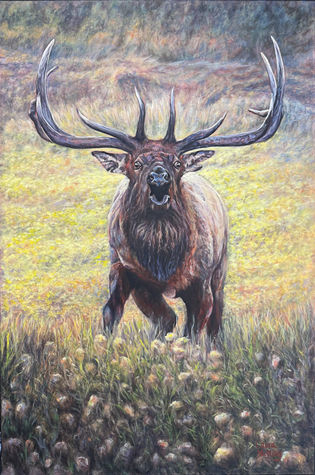 Elk, Moraine Park, Rocky Mountain National Park, September Rut