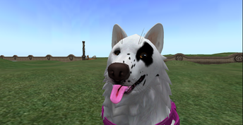 I like dog