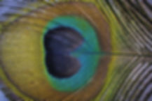 AdobeStock_70035841.jpeg