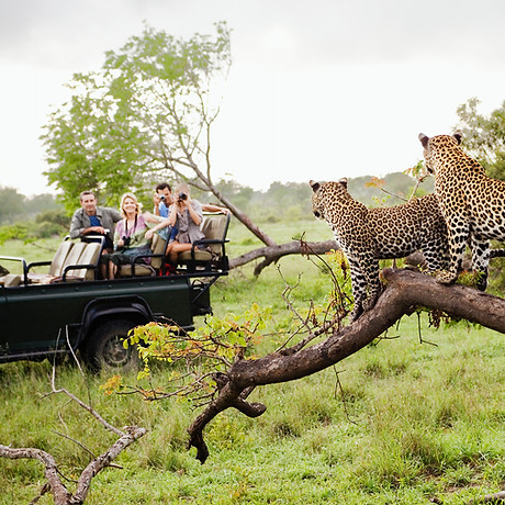 Cheetahs on Safari