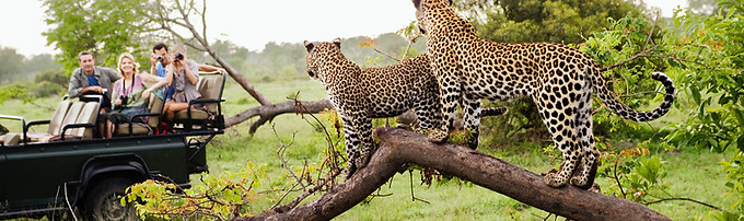 Cheetahs on Safari