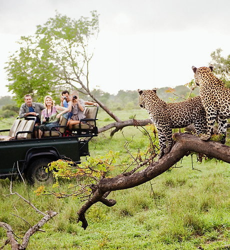 Cheetahs on Safari