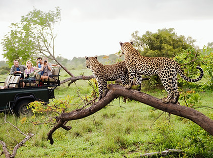 Cheetahs on Safari