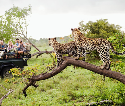 Cheetahs on Safari