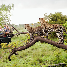Leopards On Tree