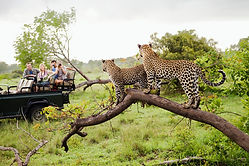 Cheetahs on Safari