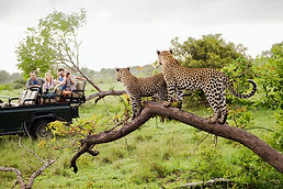 Leopards On Tree