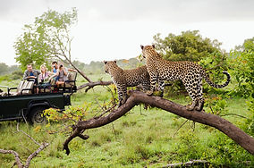 Cheetahs on Safari