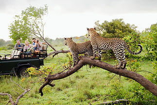 Cheetahs on Safari