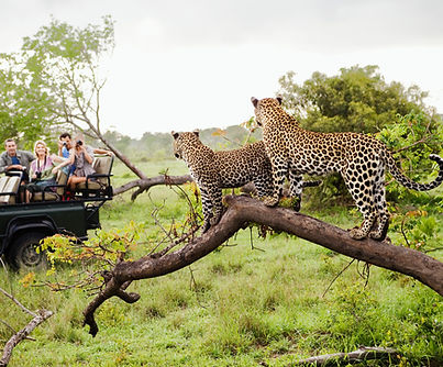 Leopards On Tree