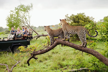 Leopard in the Kruger Park.