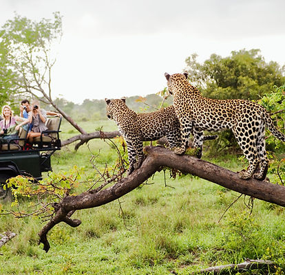Leopard in the Kruger Park