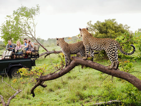 A History of the Modern Day African Safari & its Role in Sustainable Development 