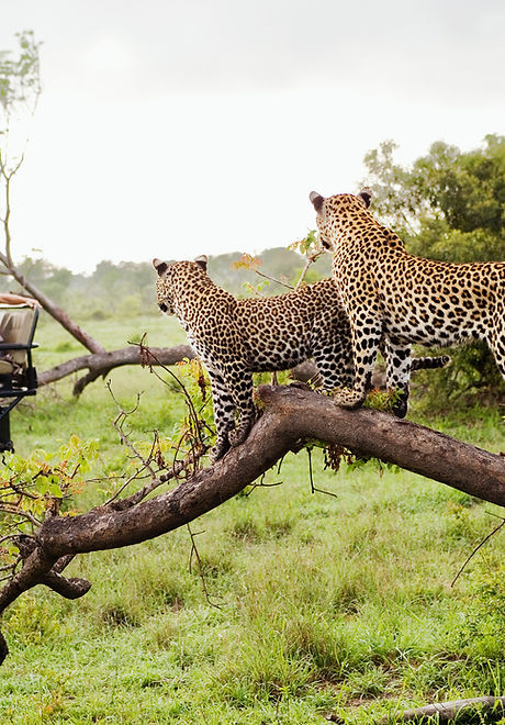 Cheetahs on Safari