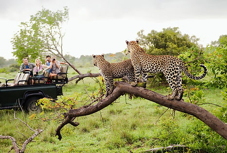 Safari in the Serengeti National Park