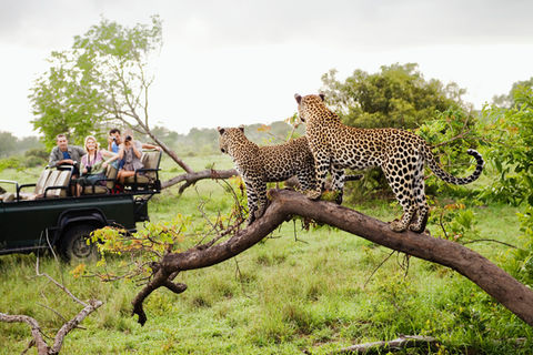Cheetah Safari, Vantara