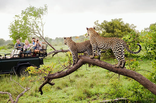 Leopards On Tree