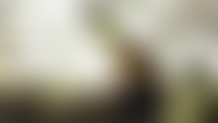 UNE FLEUR SOMBRE EN AMÉRIQUE