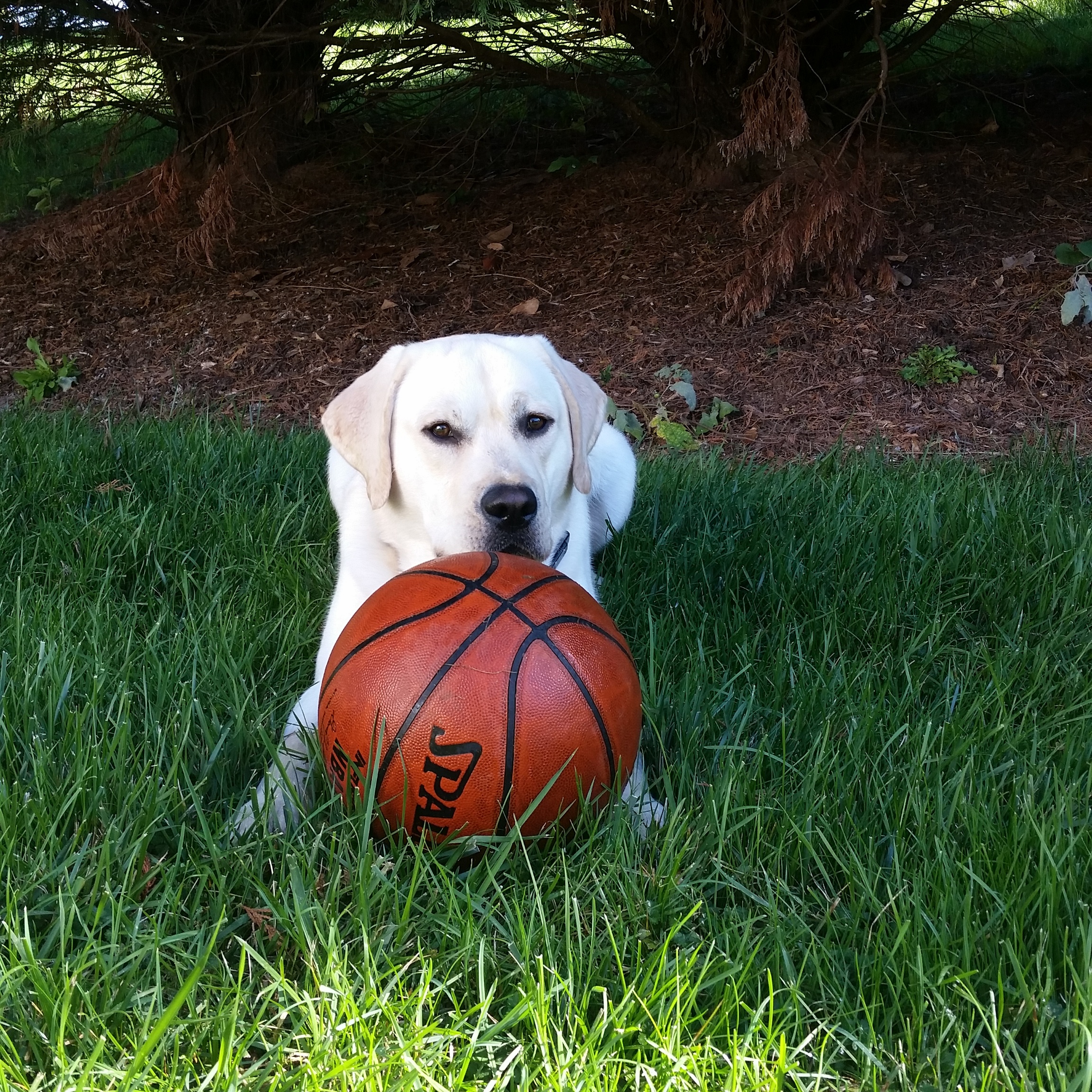 Pet Sitting and Dog Walking Virginia Beach Stable Hands Pet Care