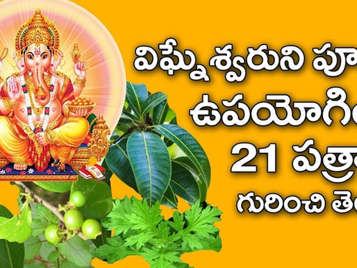 వినాయక వ్రతం కొరకు సేకరించుకొనే  21 రకాల పత్రి  -వాటి శాస్త్రీయ నామాలు-వాటి వైద్య విలువలు 