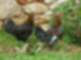 bantams-1083222_1280.jpg